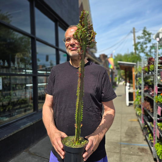 Euphorbia trigona 'Rubra' - 6"