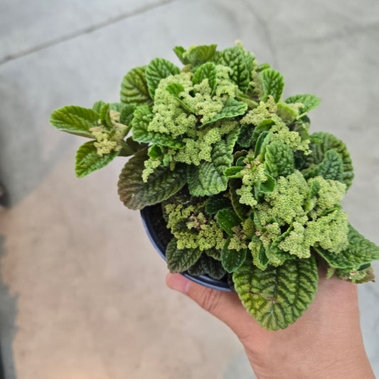 Pilea Moon Valley - 4" (Promo)