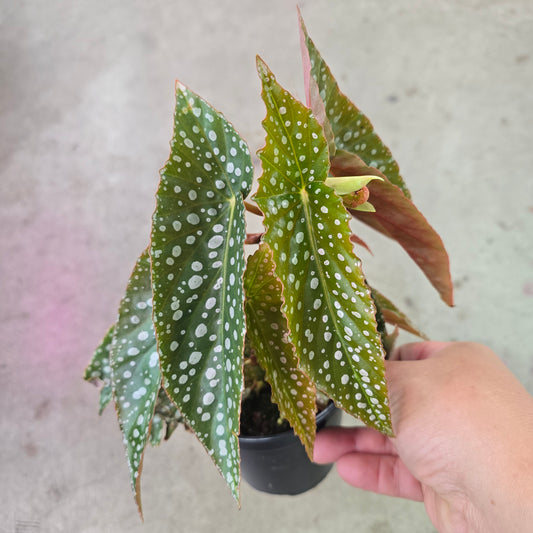 Begonia angelwing double dot - 4"