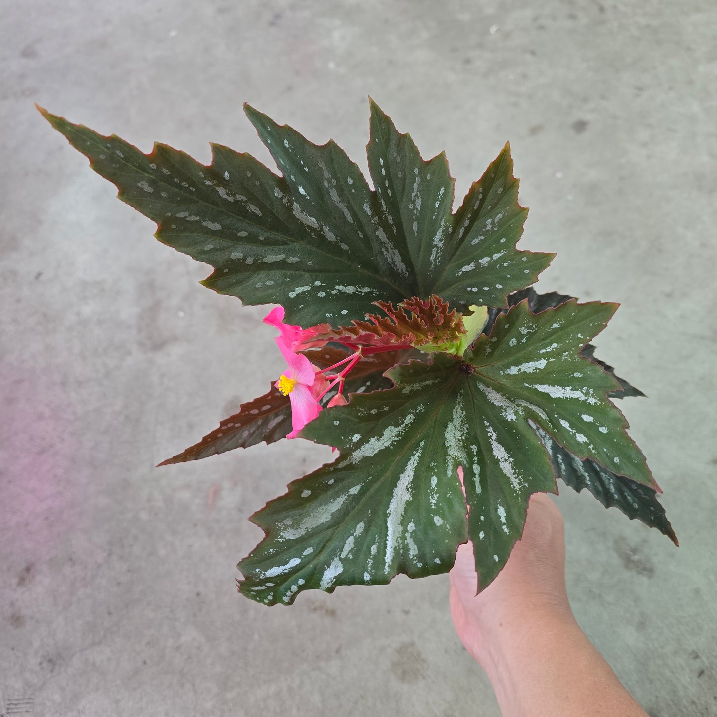 Begonia angelwing Lana - 4"