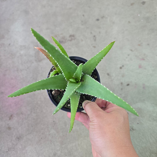 Aloe vera Medivera™ Mistral - 4"