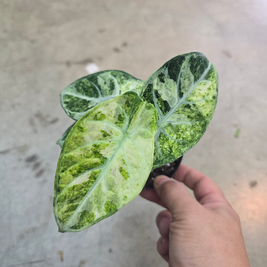 Alocasia 'Ninja Tricolor' - 4"