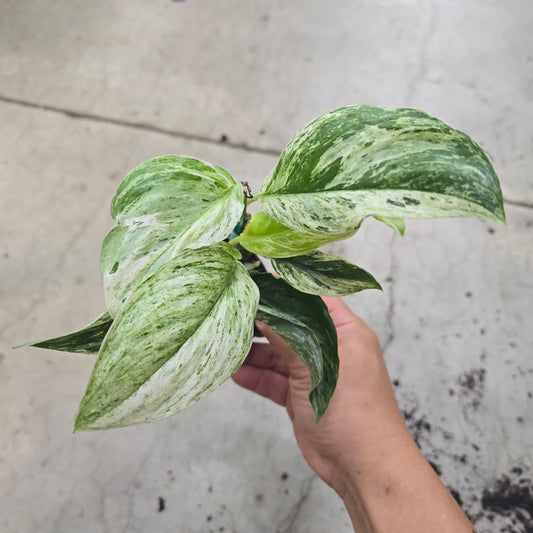 Scindapsus treubii 'Moonlight Marble' - 3"