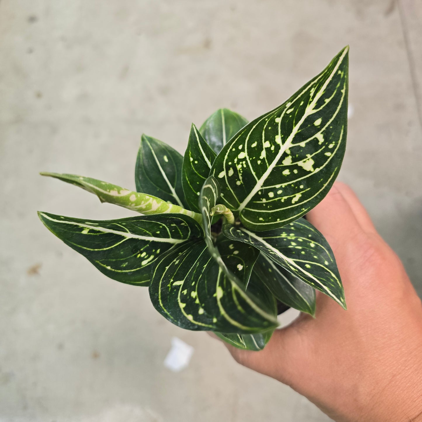 Aglaonema 'Split Milk' - 4"