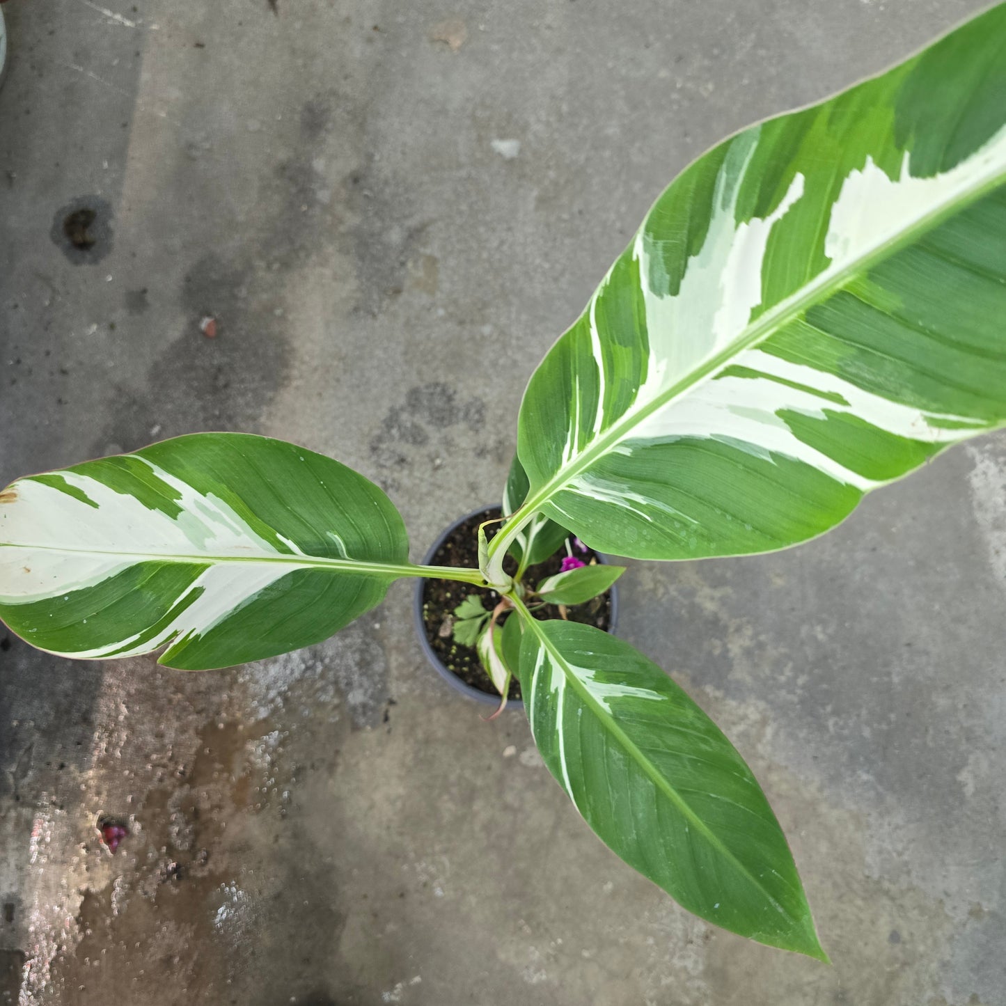 Musa Ae Ae - 6"