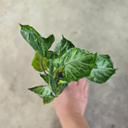 Syngonium 'Godzilla' - 4"