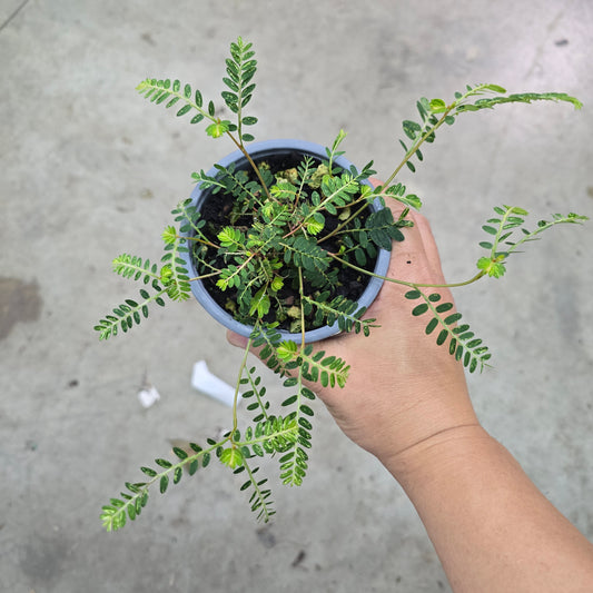 Phyllanthus urinaria 'Pink Variegated' - 4"