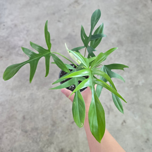 Philodendron 'Florida Beauty' x polypodioides - 4"