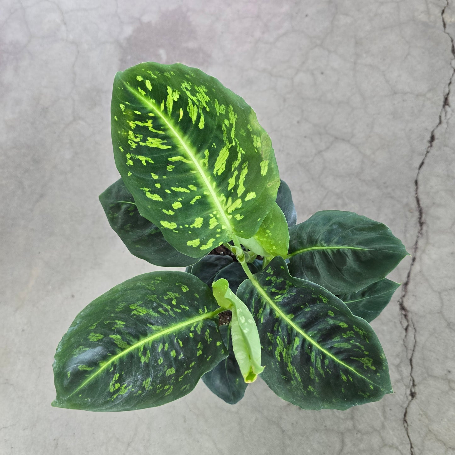 Dieffenbachia reflector - 6"