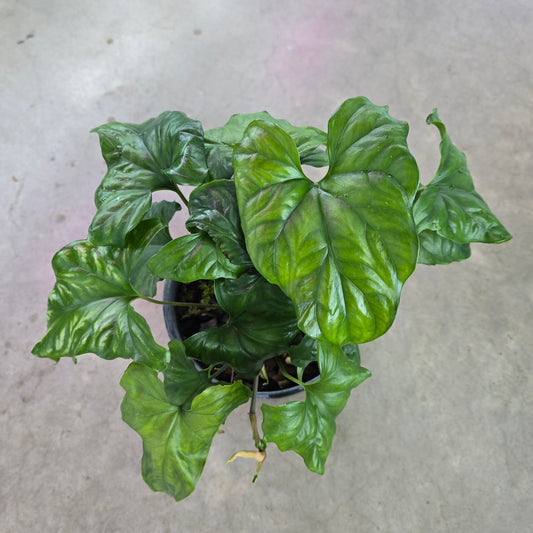 Cercestis mirabilis - 2G