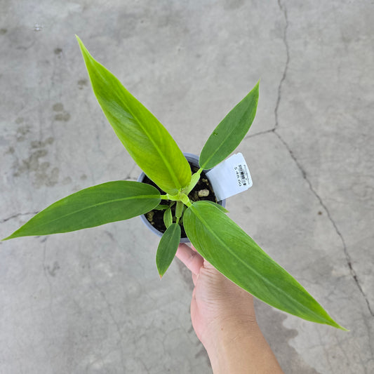 Philodendron ruizii - 4"