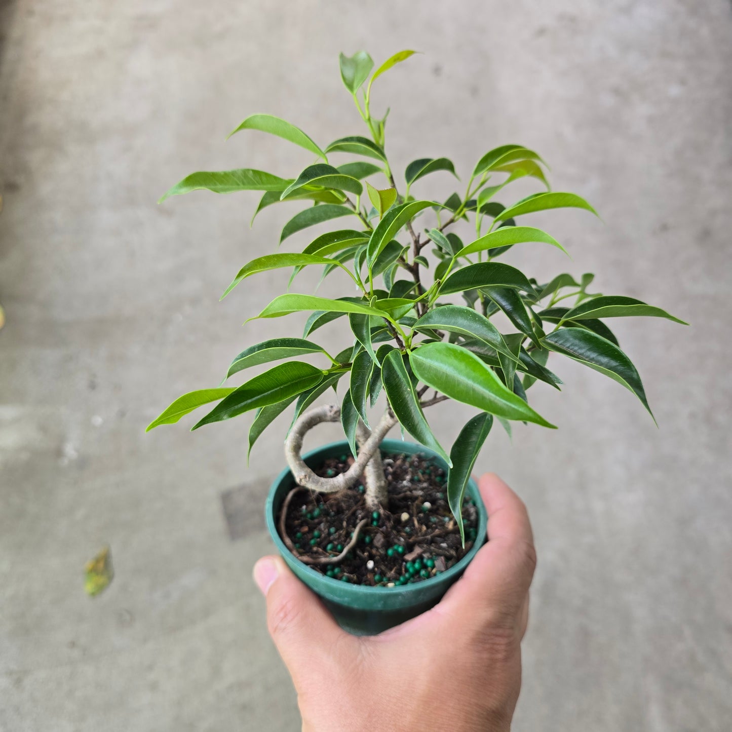 Ficus microcarpa 'Oriental' - 4" (s)