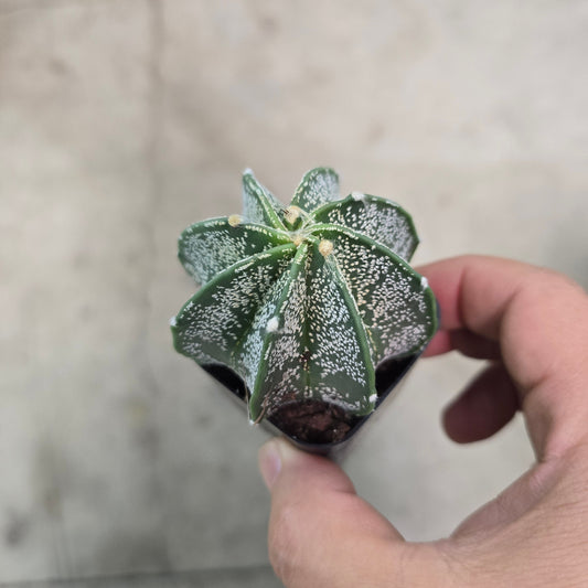 Astrophytum capricorne - 2"