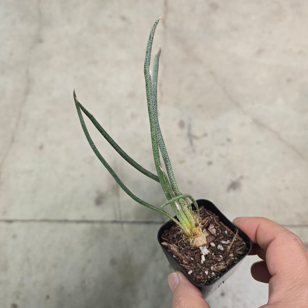 Astrophytum caput medusae - 2"