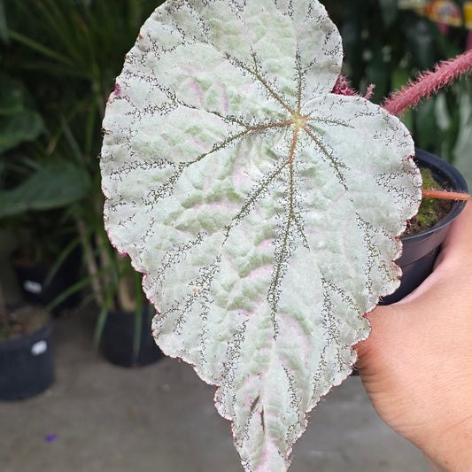 Begonia 'Spirit of Sulawesi' - 4"