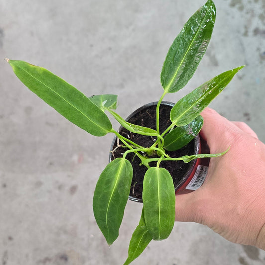 Anthurium warocqueanum - 4"