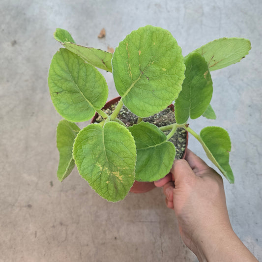 Sinningia lineata - 6"