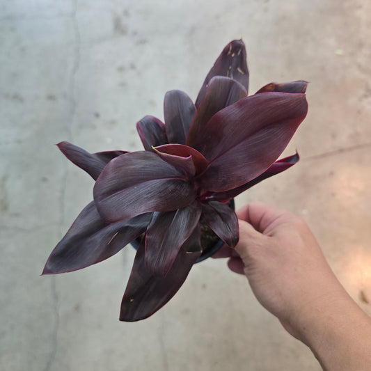 Cordyline roly