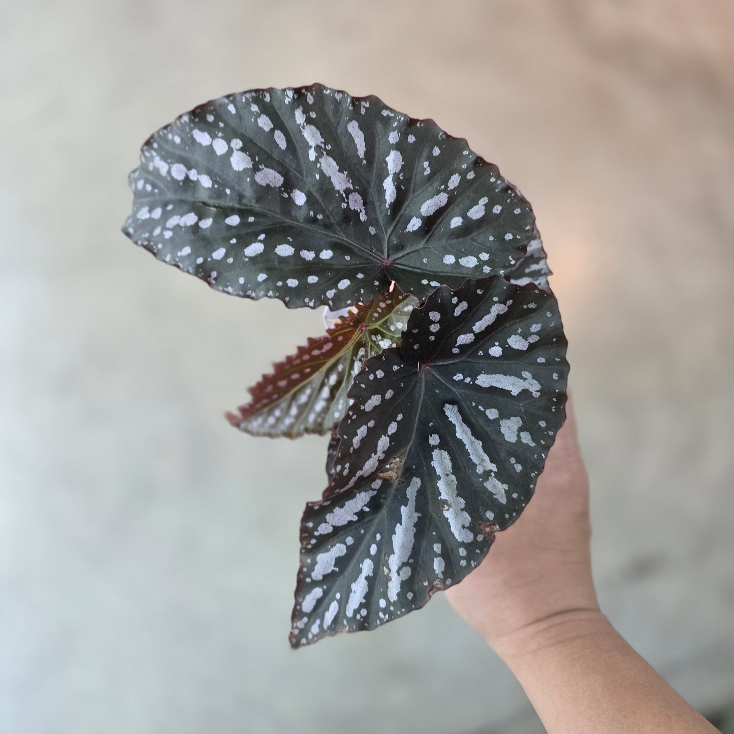 Begonia x hybrida 'Citizen Cane Pink' - 4"