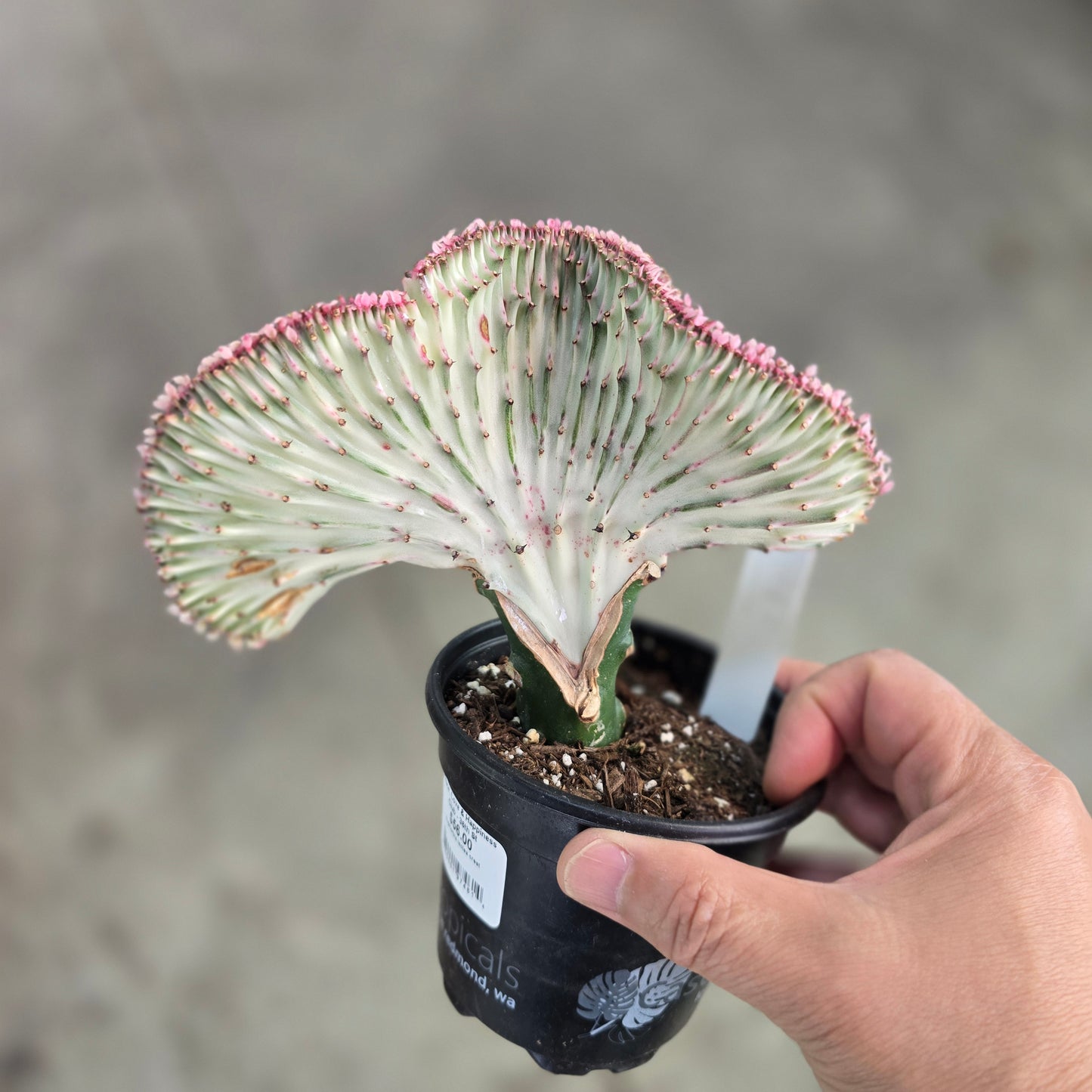 Euphorbia lactea crest - 4"