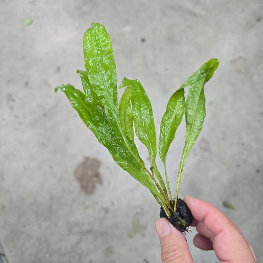 Java Fern (on lava rock)
