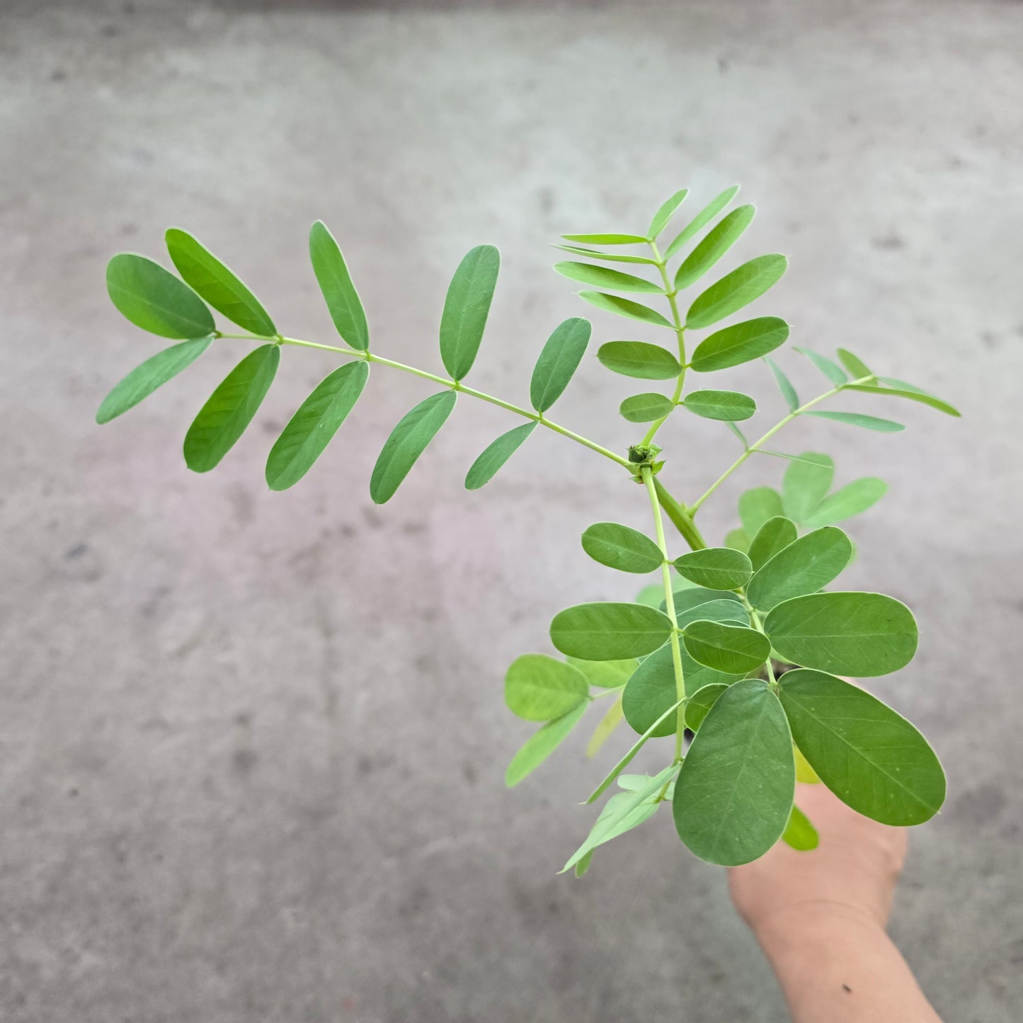 Senna didymobotrya - 4"