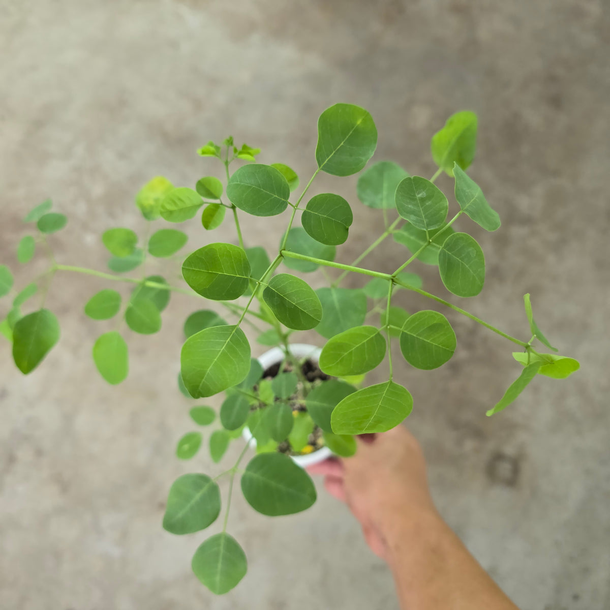 Moringa stenopetala - 4"