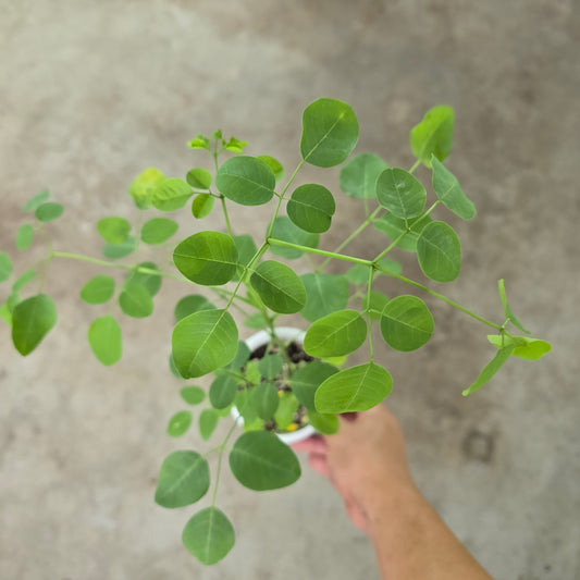 Moringa stenopetala - 4"