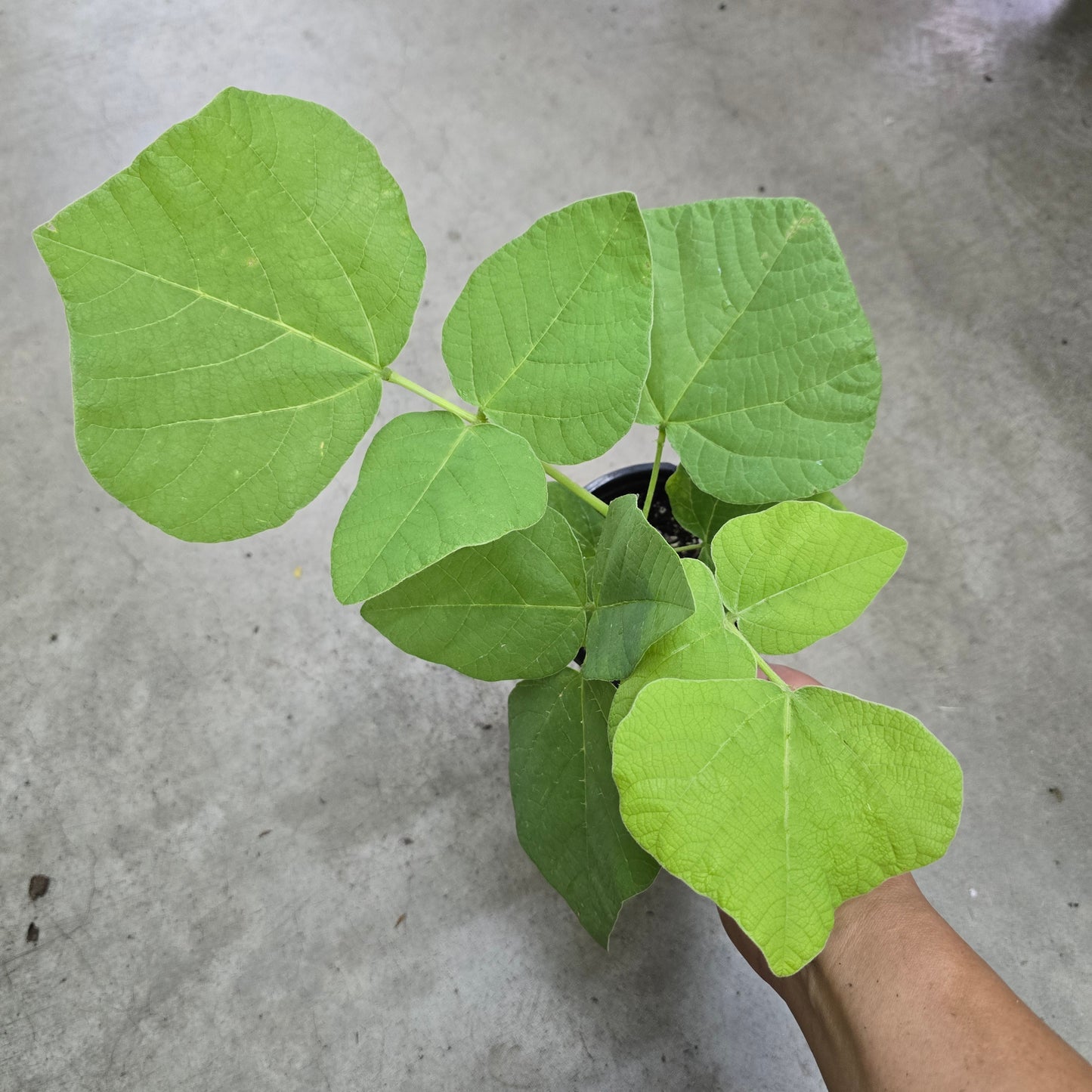 Erythrina latissima - 4"