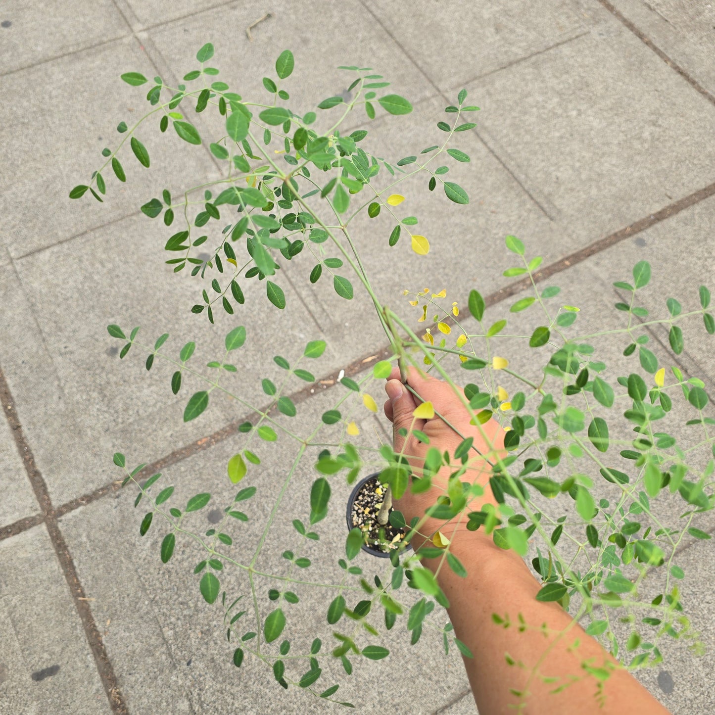 Moringa drouhardii - 4"