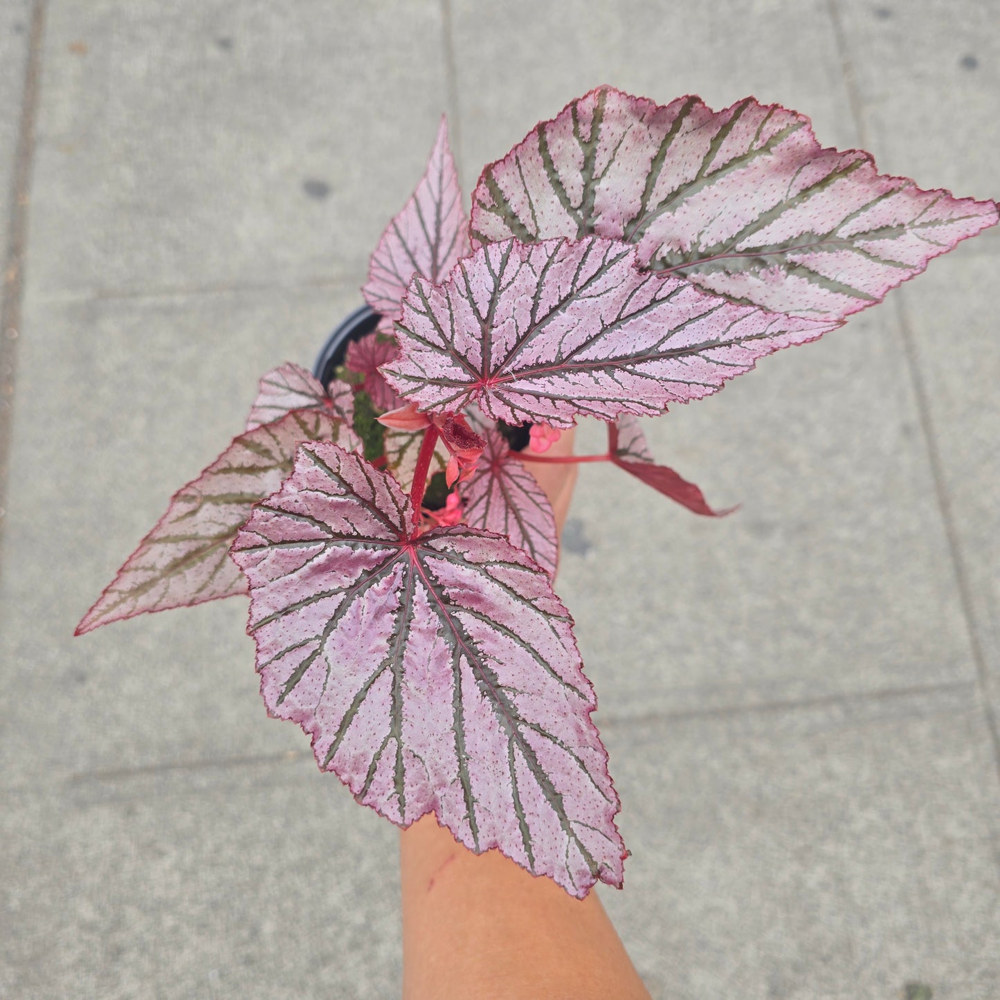 Begonia angel wing ashura - 4"