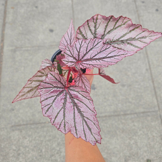 Begonia angel wing ashura - 4"