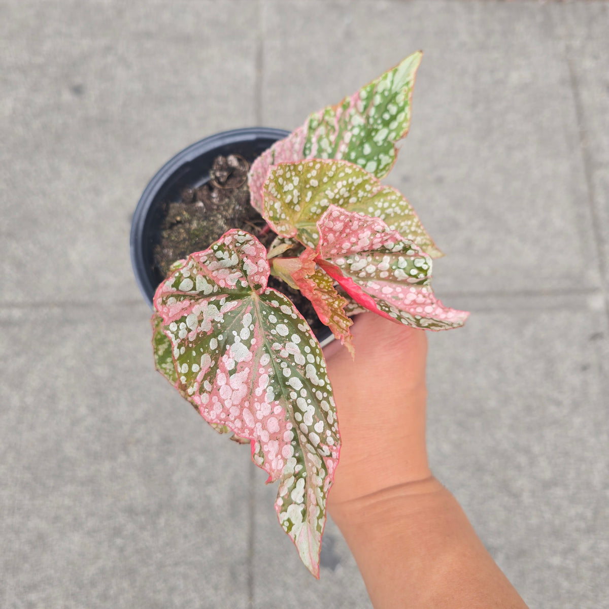 Begonia angel snowcapped variegated - 4"