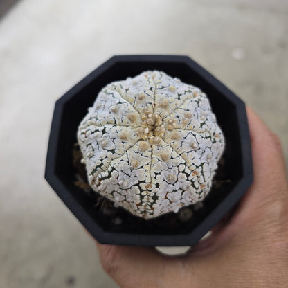 Astrophytum asterias assorted - 2"