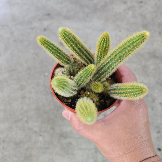 Cleistocactus winteri - 4"
