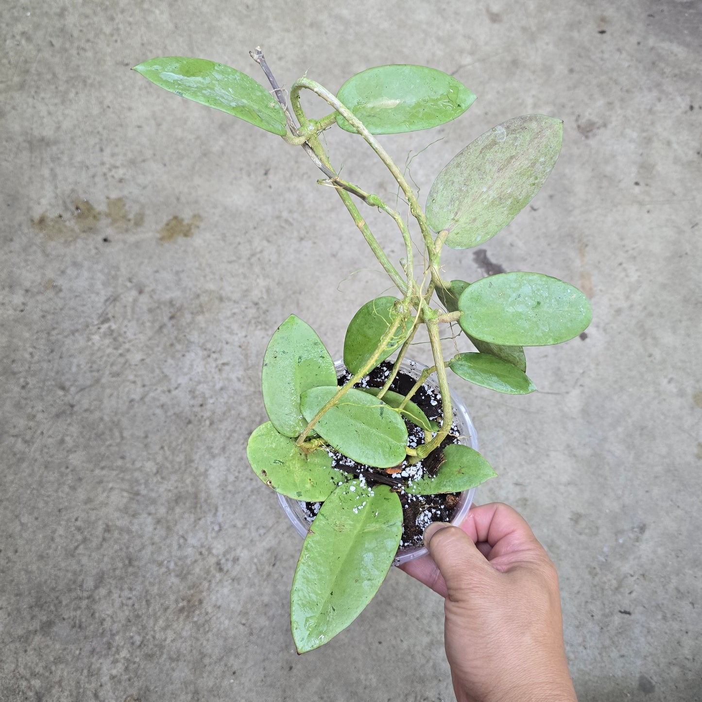 Hoya nummularioides silver - 6"