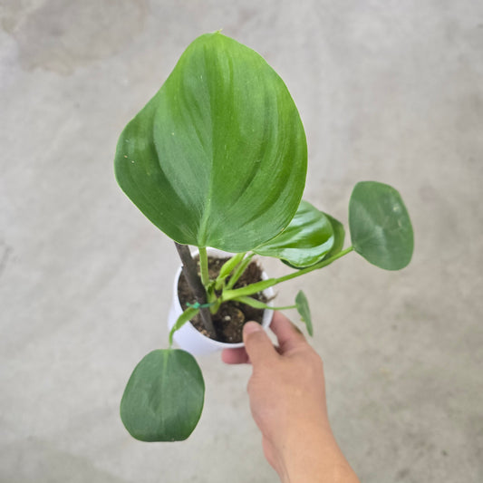 Philodendron grazielae - 4"