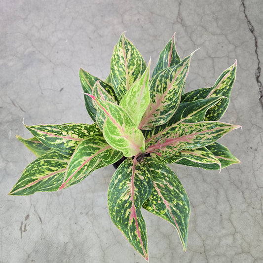 Aglaonema 'Butterfly' - 5"