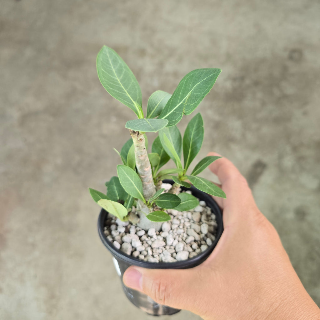 Adenium obesum (Forssk.) Roem. & Schult - 4"