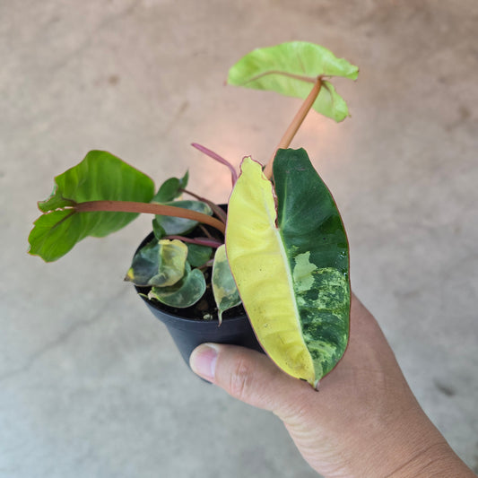 Philodendron billietiae  'Variegata' - 4"