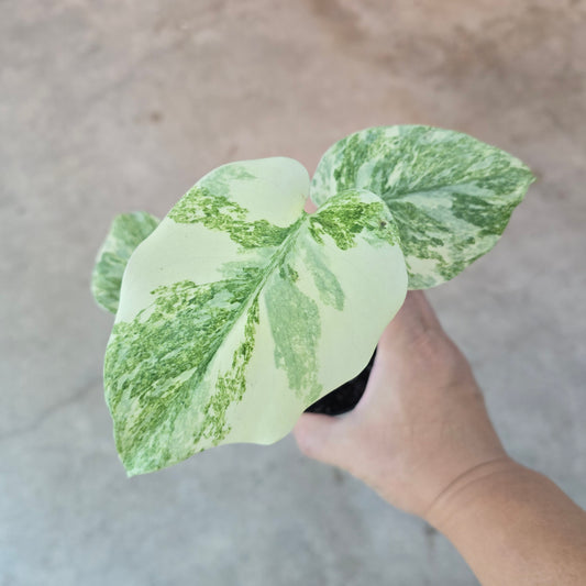 Monstera deliciosa 'Legacy' - 4"