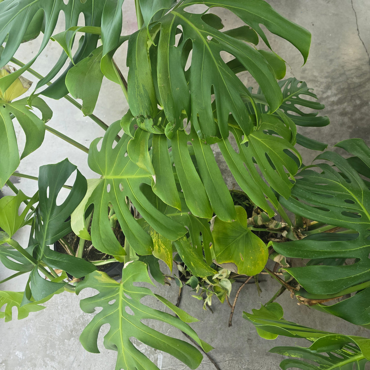Monstera deliciosa 'Mint' - 12" (revert)