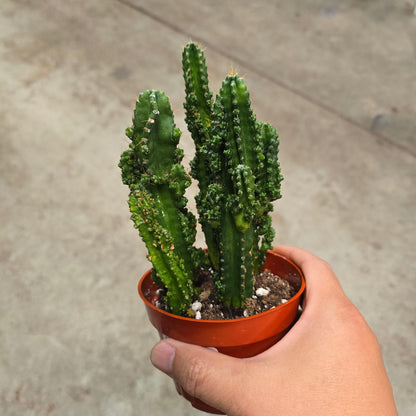 Acanthocereus tetragonus - 4"