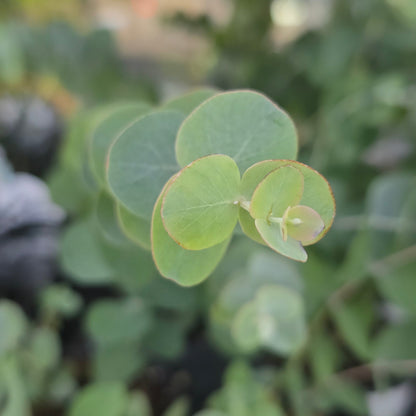 Silver Dollar Eucalyptus - 4"