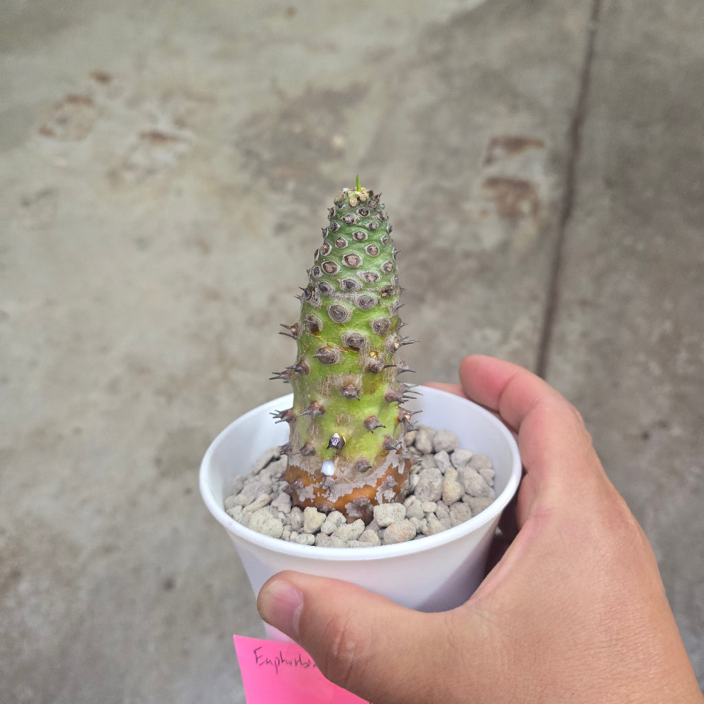 Euphorbia pachypodioides - 4"