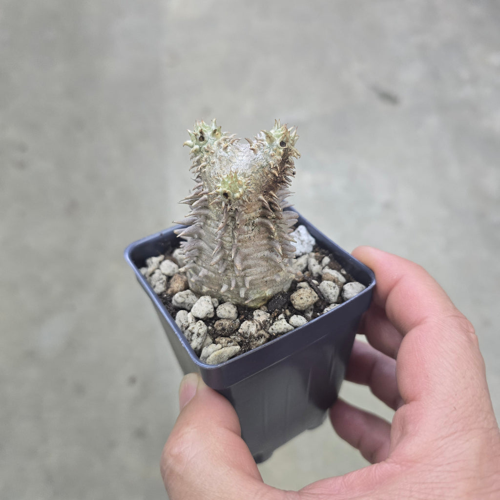 Pachypodium densicaule - 3"