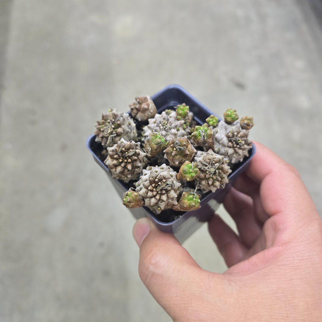Euphorbia japonica - 3"