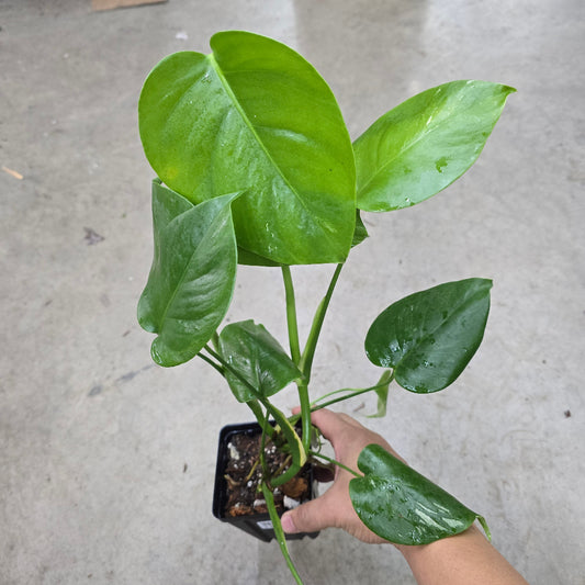 Monstera borsigiana albo - 4" (LV)