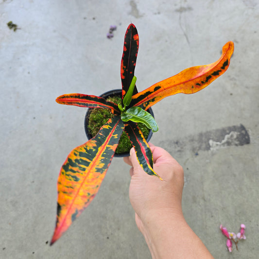 Croton mammy - 4" (rescue)