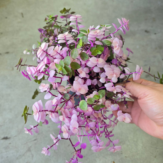 Callisia rosato - 4" (rescue)